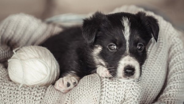 ¿Cómo reforzar la inmunidad de los perros en invierno?

