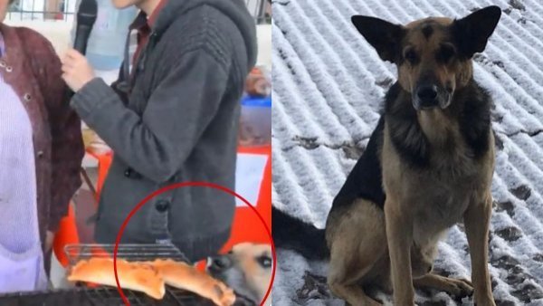 "Un héroe nacional": confirman muerte de 'Orejón', el perrito roba empanadas de Andacollo
