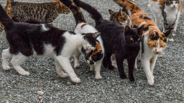 <p>Gatos en la calle.</p>Coronavirus felino (FCoV): ¿puede transmitirse a humanos?
