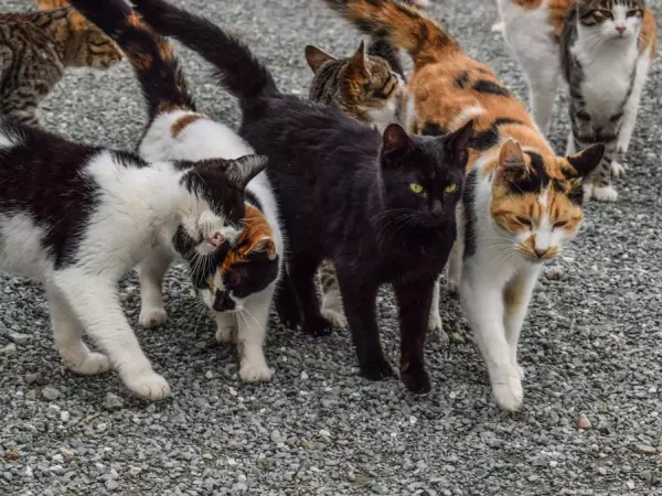 Gatos en la calle.