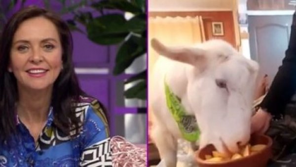 Moisés, el chivo osornino que se convirtió en influencer
