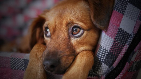<p>Perro mirando.</p>Día del Perro: 3 consejos por si buscas mascota
