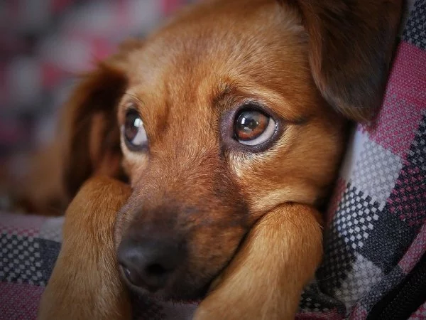 Perro mirando.