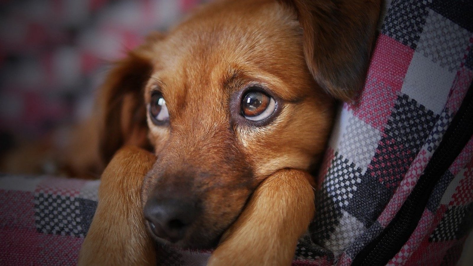 Perro mirando.