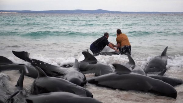 Mueren 51 ballenas piloto tras quedar varadas en playa de Australia
