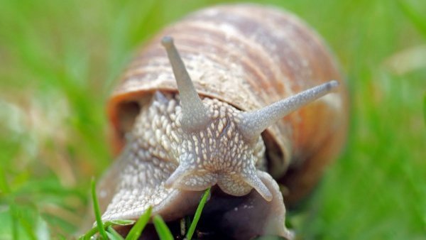 SAG alerta por peligroso caracol gigante africano: turista trajo de recuerdo "una concha" desde Brasil
