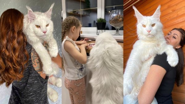 Mide lo mismo que una niña de 4 años: El gato que ha causado furor en redes sociales por su tamaño
