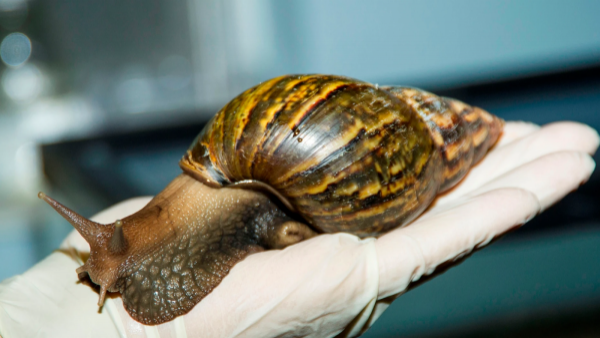 Riesgos para la salud y agricultura: los peligros del caracol gigante africano
