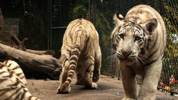 Adulto mayor se encuentra en riesgo vital tras ataque de tigre en zoológico de Los Ángeles
