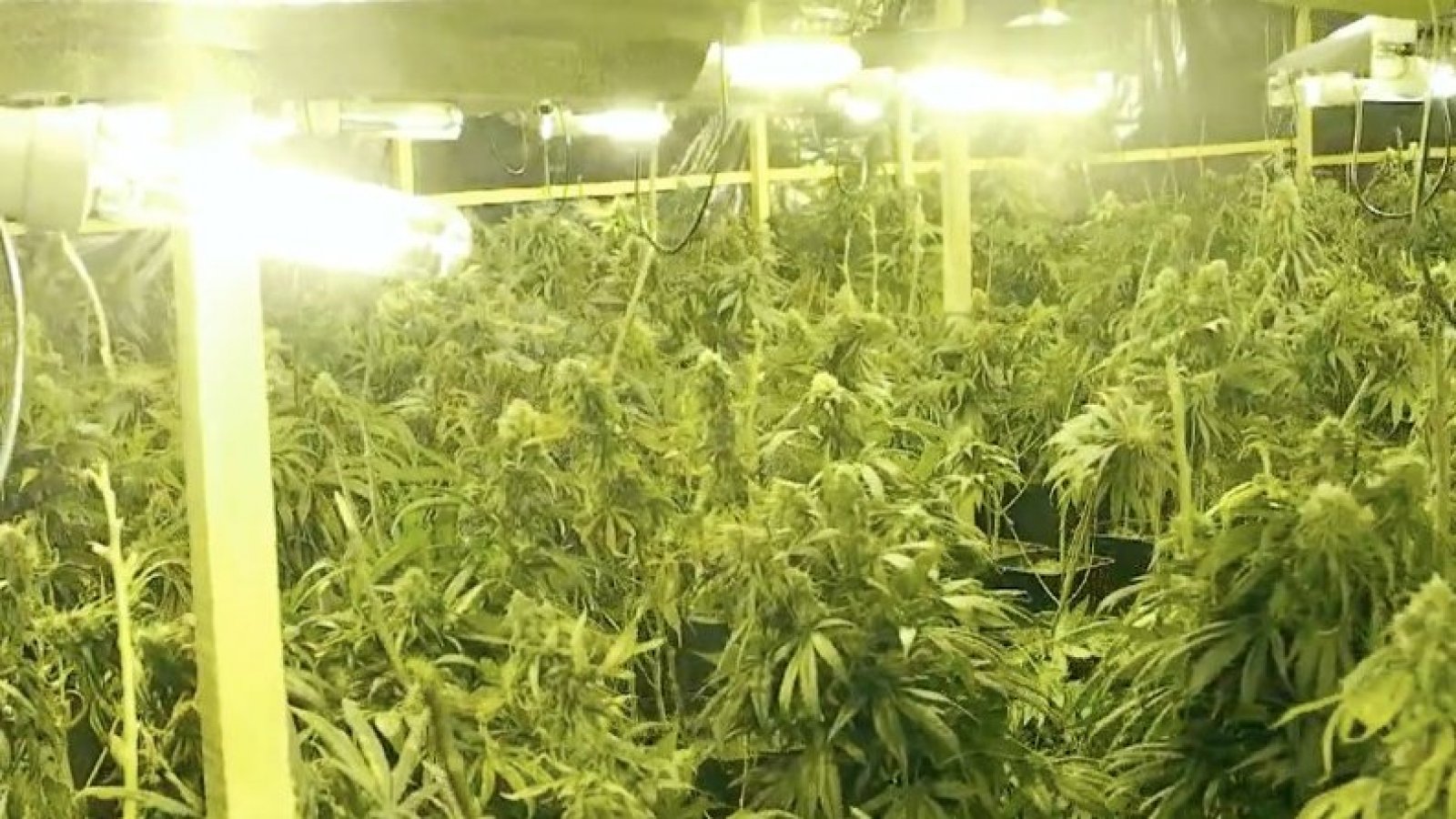 "La mafia china de la marihuana": Nuevo capítulo de "Informe Especial" se emitirá este domingo
