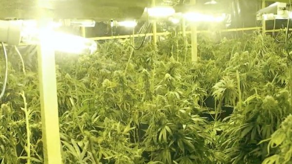 "La mafia china de la marihuana": Nuevo capítulo de "Informe Especial" se emitirá este domingo