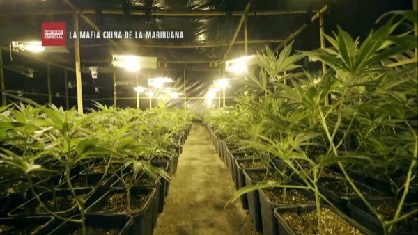 Esta noche en Informe Especial: La mafia china de la marihuana
