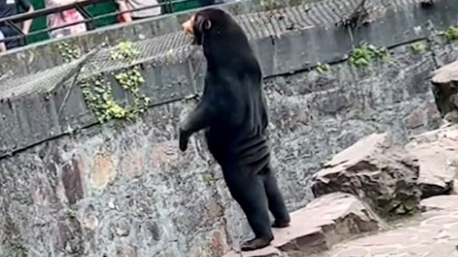 Zoológico chino desmiente que sus osos sean "humanos disfrazados"
