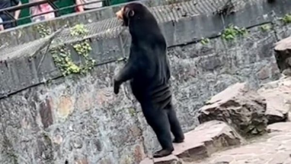 Zoológico chino desmiente que sus osos sean "humanos disfrazados"
