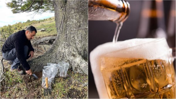 Chilenos desarrollan inéditas cervezas a partir de bosques nativos
