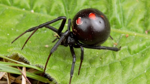 Quería ser Spider-Man: niño se hace picar por viuda negra en Bolivia
