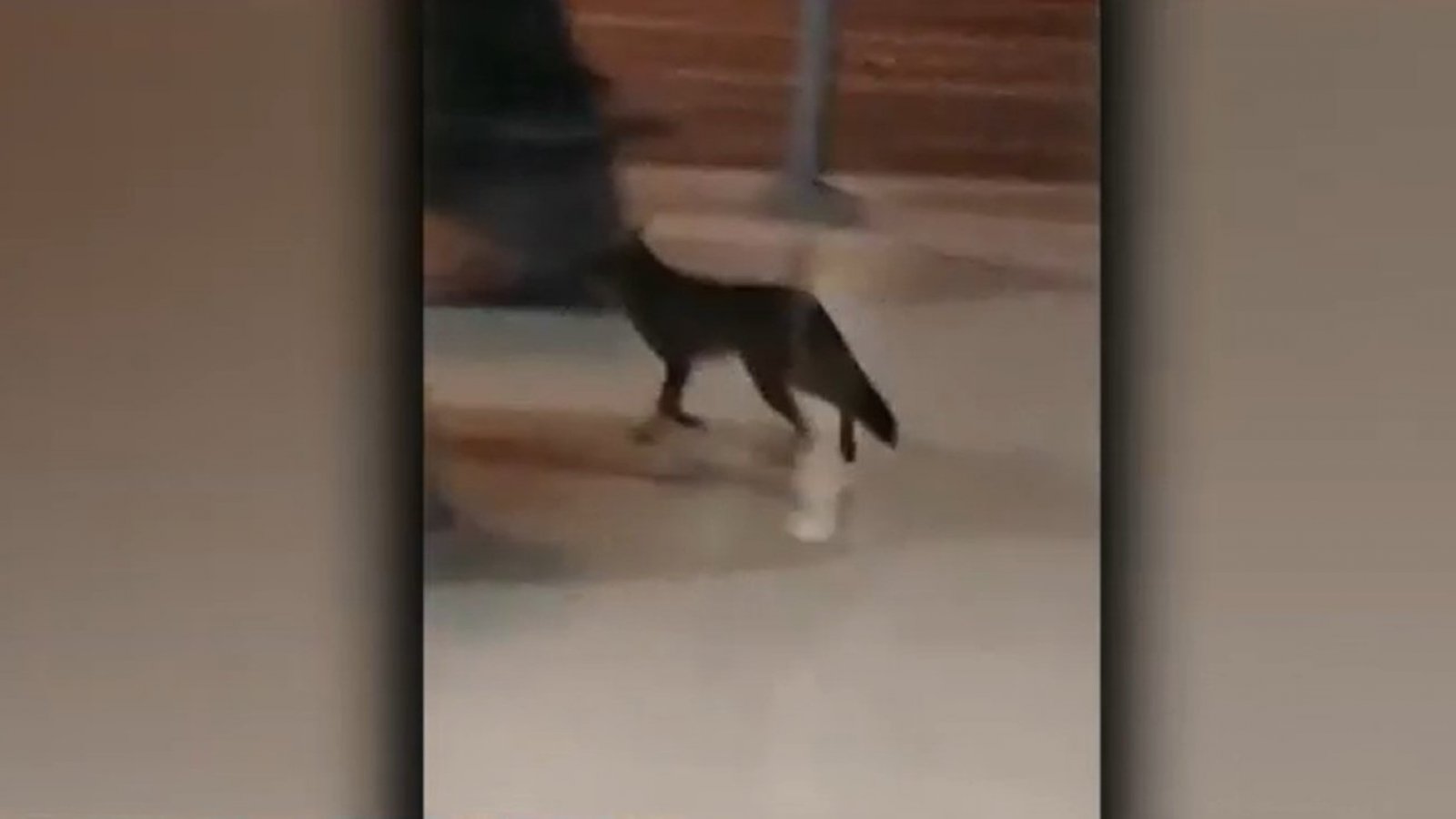 ¡Intenso operativo para encontrar a un zorrito en Plaza Egaña!

