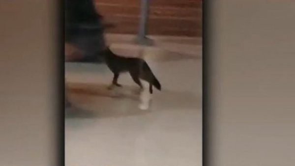 ¡Intenso operativo para encontrar a un zorrito en Plaza Egaña!
