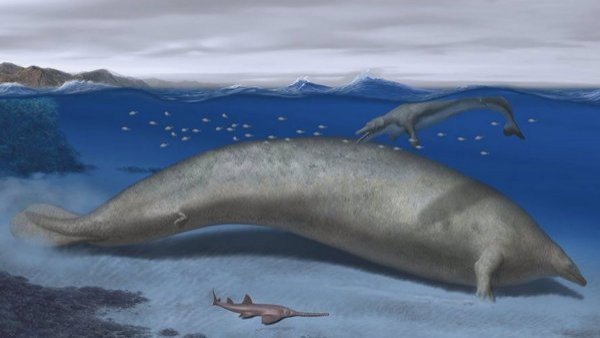 Ballena hallada en Perú sería el animal más grande del planeta
