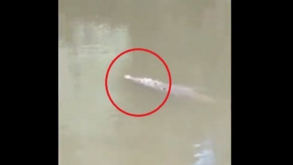 Muere un futbolista devorado por un cocodrilo en un río
