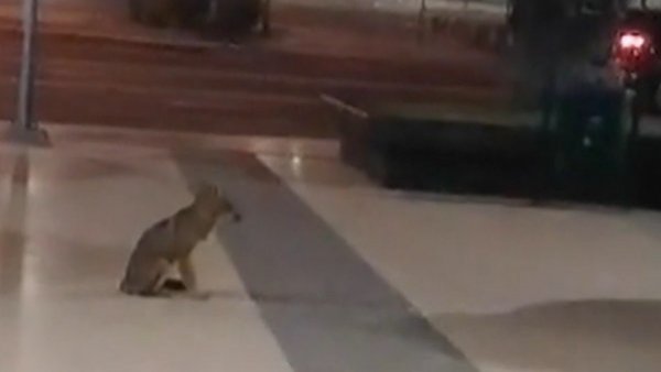 Captan zorro fuera del mall Plaza Egaña y Carabineros realiza operativo en su búsqueda
