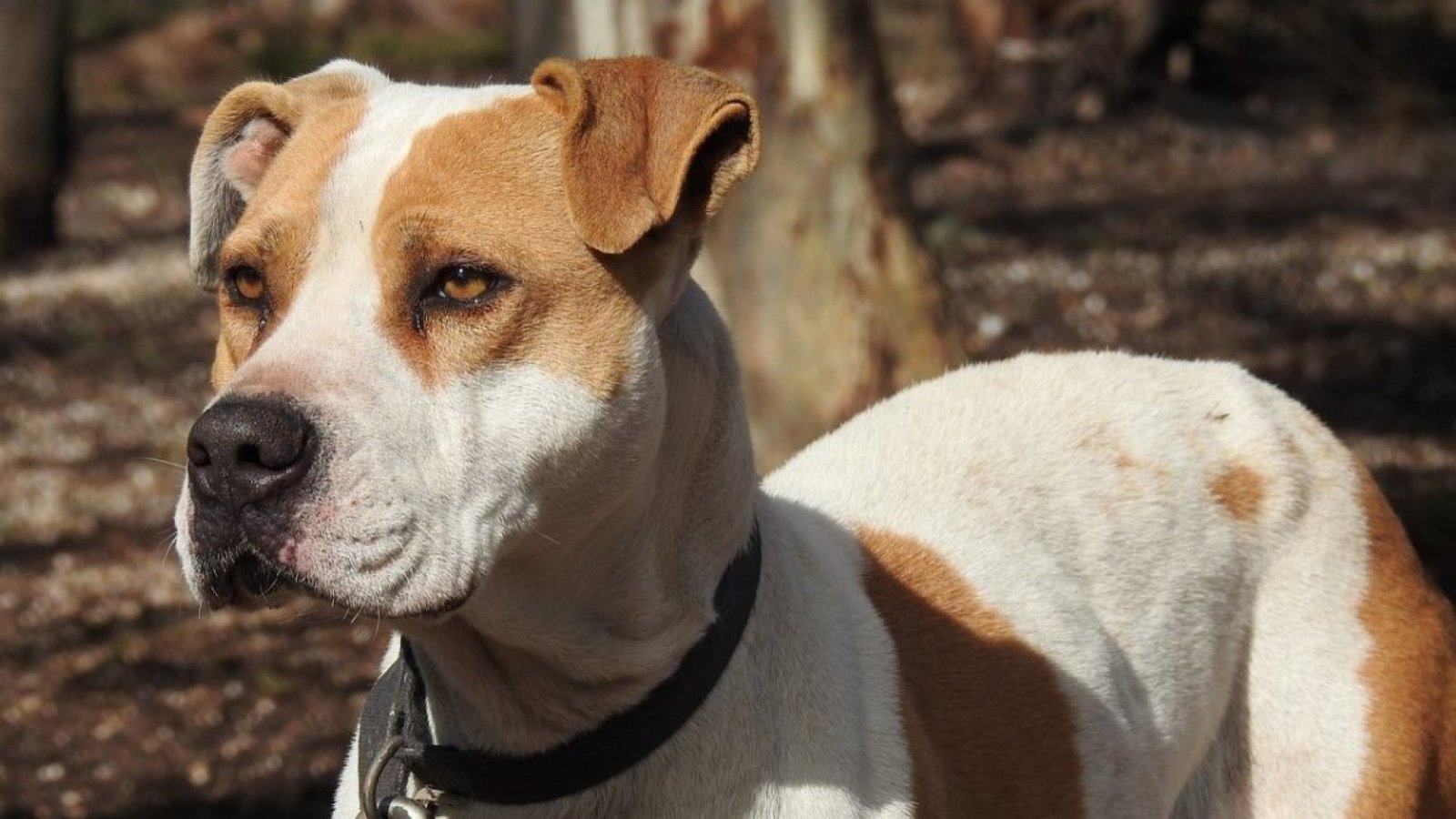 "El perro estaba endemoniado": una de las cinco víctimas de brutal ataque de pitbull relata dramático momento
