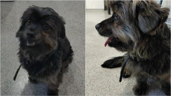 Metro pide ayuda para encontrar a dueños de perrito perdido en Rojas Magallanes
