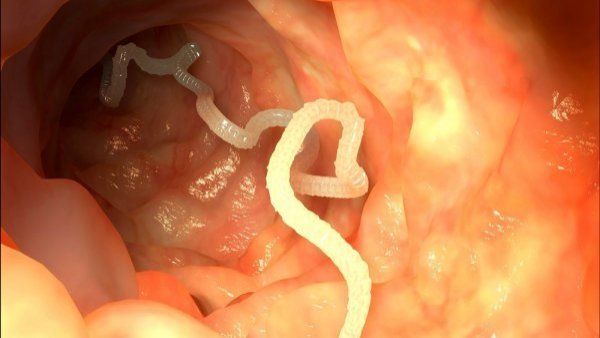 Lombriz solitaria: riesgos para animales y humanos en el contagio a través de pulgas
