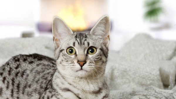 Día del Gato: 6 consejos para cuidar tu mascota
