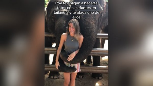 Turista intentó fotografiarse con elefantes y terminó en el suelo
