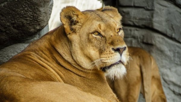 Leona muere abatida tras escapar de una granja de animales en Corea del Sur
