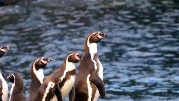 ¿Por qué los pingüinos están muriendo de hipotermia?
