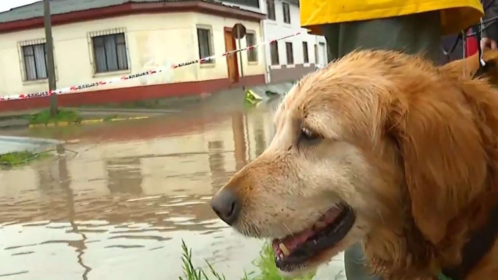 Vecinos rescatan en kayak a perrito en medio de inundaciones en Constitución
