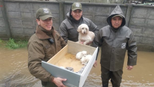 Carabineros rescatan a perrita y cachorros atrapados por inundación en Concepción
