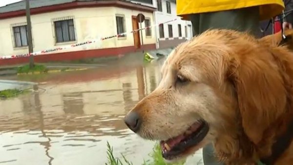 Vecinos rescatan en kayak a perrito en medio de inundaciones en Constitución
