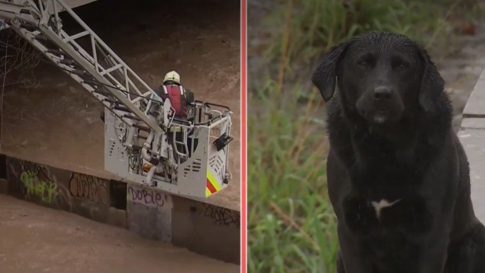 Rescatan a perros que estaban atrapados en el Río Mapocho
