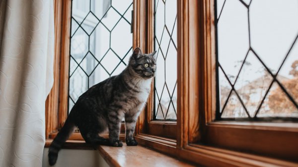 Veterinarios recomiendan que gatos domésticos se mantengan indoor