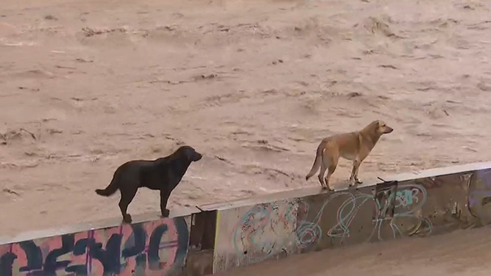 Mascotas y catástrofes: ¿Cómo protegerlos ante una emergencia?
