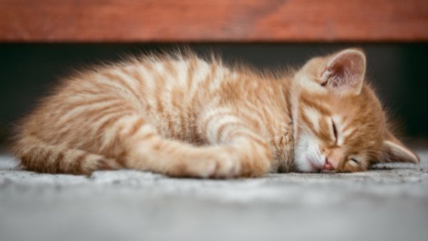 Detectan en Chile peligroso hongo brasileño que enferma a los gatos
