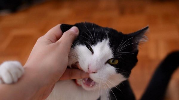 Alerta por peligroso hongo que afecta a los gatos y que podrían contagiar a los humanos