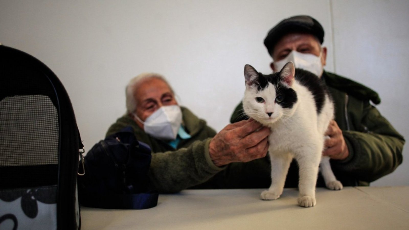 Gatos con ancianos