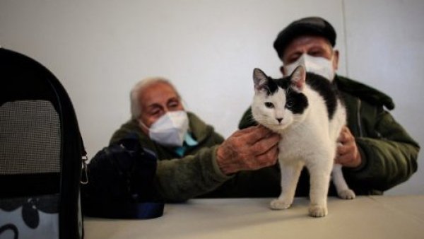 <p>Gatos con ancianos</p>¡Primer contagio en Chile!: Hongo presente en gatos complica a mujer

