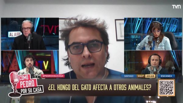 Sebastián "Lindorfo" Jiménez nos cuenta detalles del hongo brasileño contagiado por gatos
