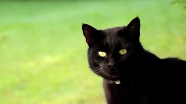 Síntomas y tratamiento: Todo lo que debes saber sobre el hongo brasileño que afecta a gatos
