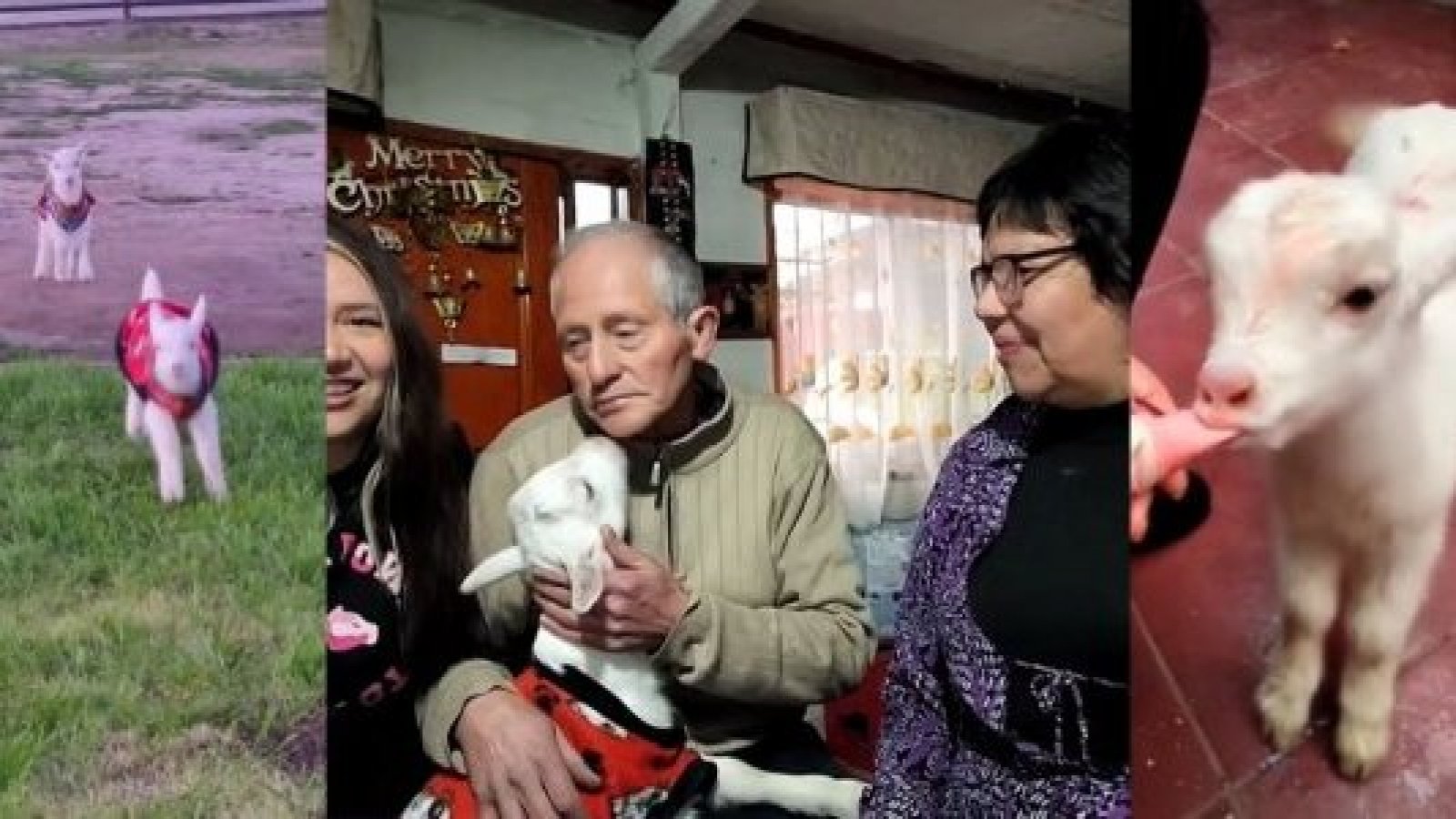 Familia adoptó a dos chivos