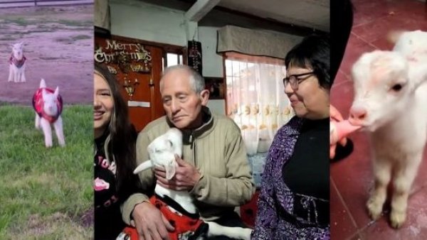 <p>Familia adoptó a dos chivos</p>La historia de la familia que, buscando tomates, se llevó dos chivos
