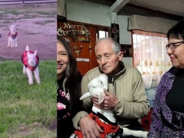 Familia adoptó a dos chivos