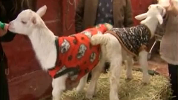 "Control chivo sano": ¡Tomatito y Noa cada vez más grandes!
