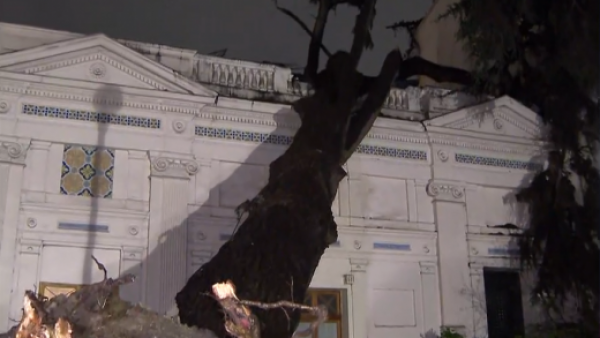 Lamentable: Árbol de 160 años cae sobre el Palacio Cousiño
