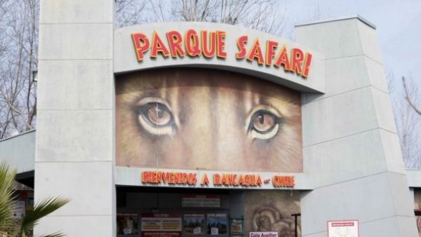Formalizan a tres involucrados en muerte de joven por ataque de tigre en Rancagua en 2021
